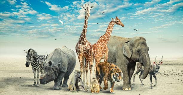 10 Interesting Facts About Animals