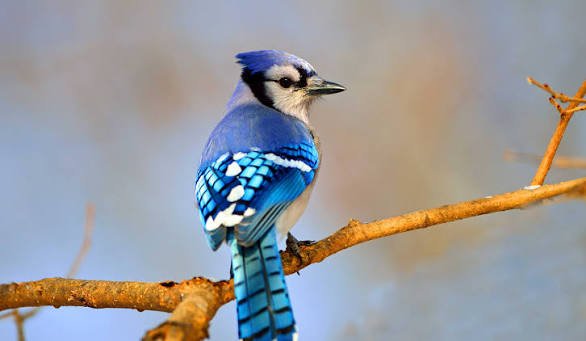 10 Interesting Facts About Birds
