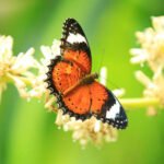 10 Interesting Facts About Butterflies