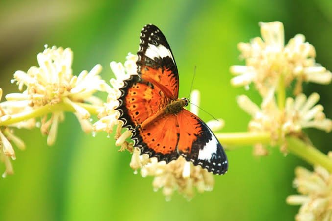10 Interesting Facts About Butterflies
