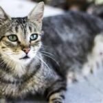 10 Interesting Facts About Cats