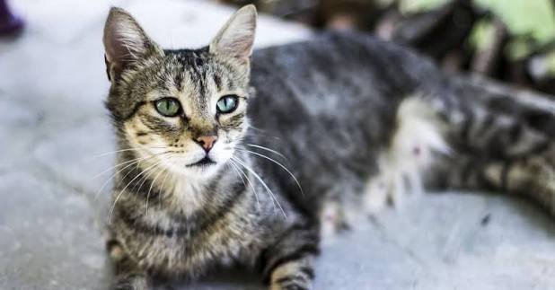 10 Interesting Facts About Cats