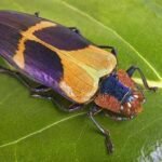 10 Interesting Facts About Insects