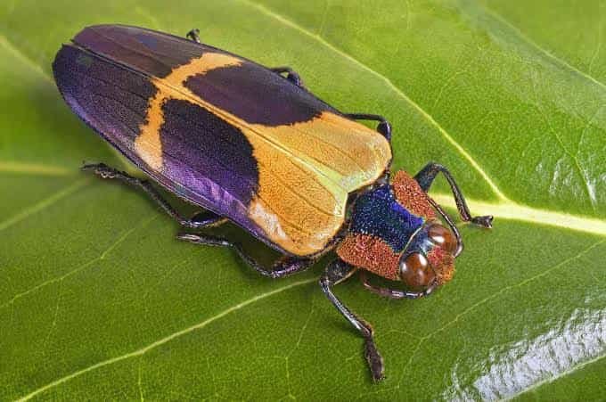 10 Interesting Facts About Insects