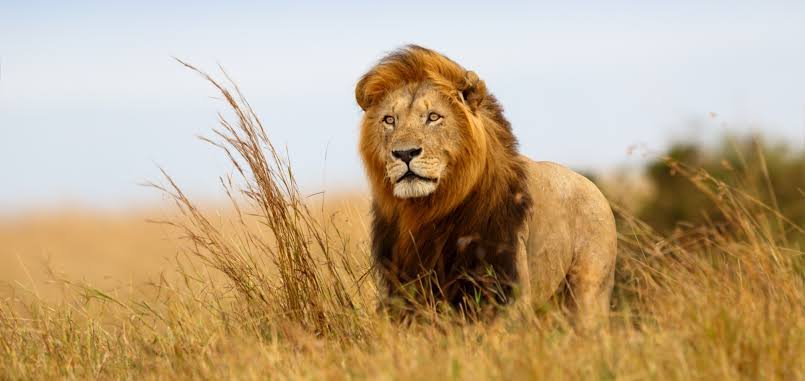 10 Interesting Facts About Lions