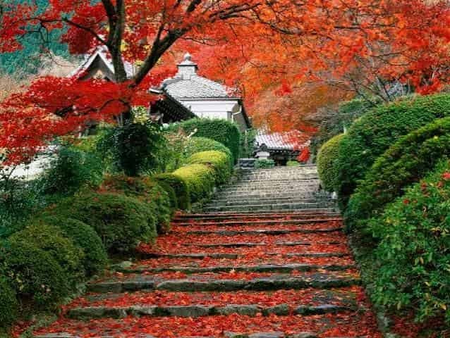 10 Interesting Facts About Plants