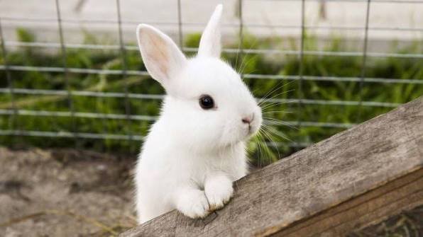 10 Interesting Facts About Rabbits