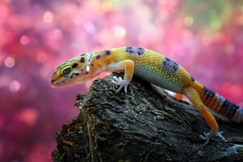 10 Interesting Facts About Reptiles
