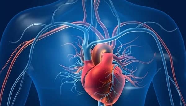 10 Interesting Facts About the Human Heart