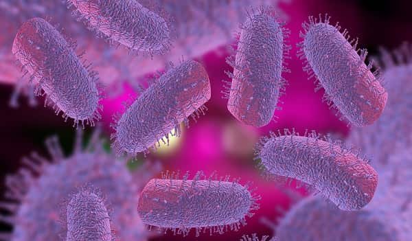 10 Interesting Facts About Rabies Disease
