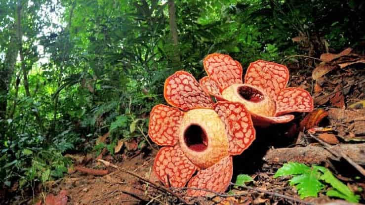 10 Interesting Facts About Flowers